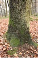 tree bark mossy 0017